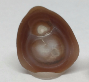 Nácar utilizado na formação de pérolas preciosas Julio Okubo