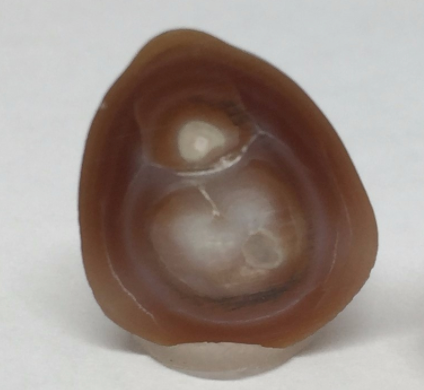 Nácar utilizado na formação de pérolas preciosas Julio Okubo