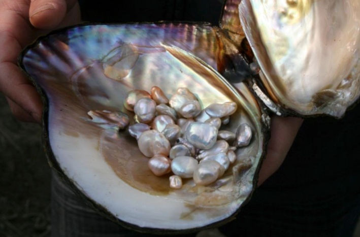 Novas pérolas de água doce com superfícies irregulares e manchas naturais