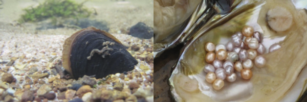 Ostra de água doce e pérolas Freshwater de diferentes tamanhos e cores dentro de uma ostra.