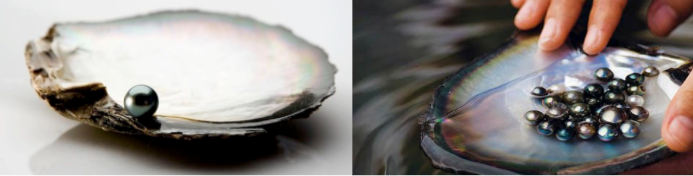 Pérola negra do Tahiti dentro de uma ostra aberta e várias pérolas negras sendo colhidas de uma ostra.